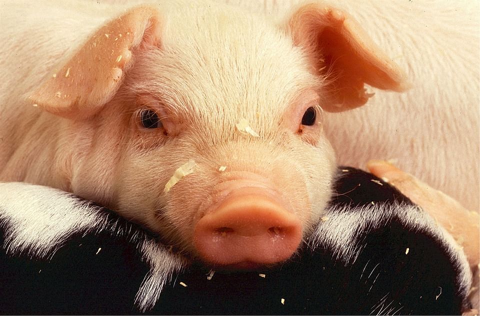 Movement of pigs banned in parts of Kohima after ASF outbreak