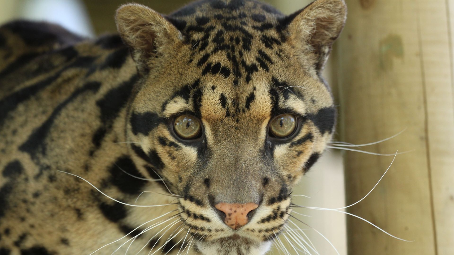 India's clouded leopard conservation plan focuses on Northeast