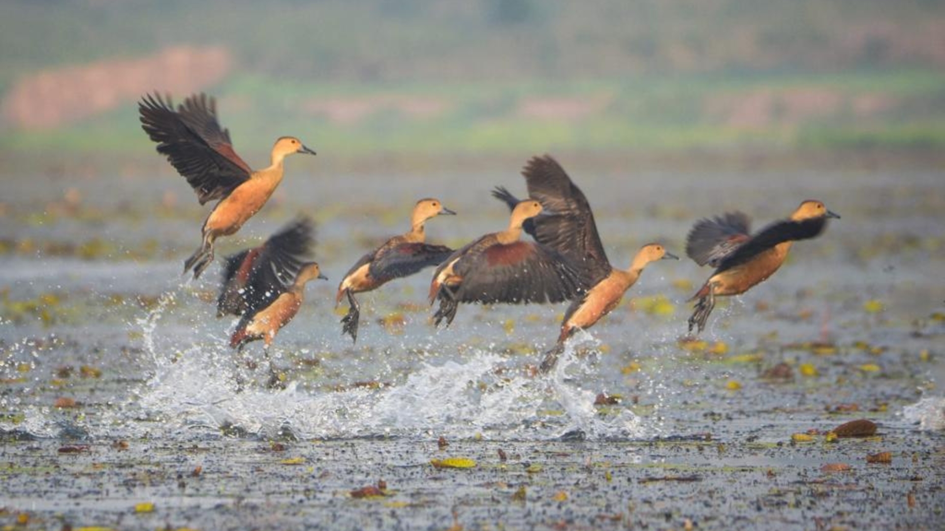 New book on Deepor Beel birds highlights 352 species