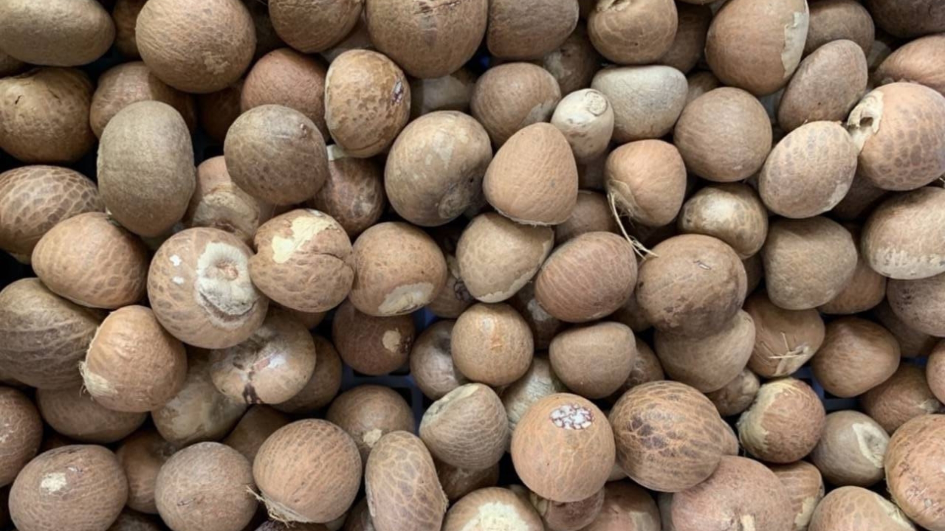 Myanmar to Assam: ED tracks Rs 970-crore Areca Nut smuggling trail