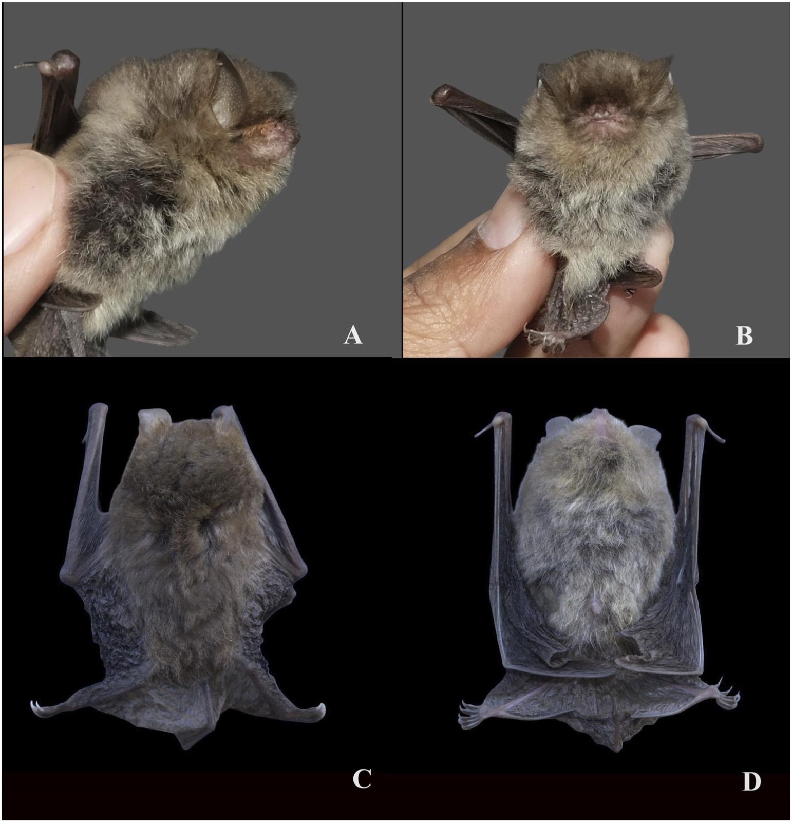 Hidden in Khasi Hills: Rare Woolly Bat found in India for the first time