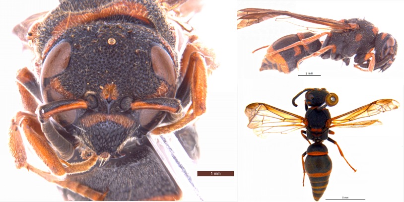 Bhutan wasp found in Arunachal, study maps Tawang’s insect diversity