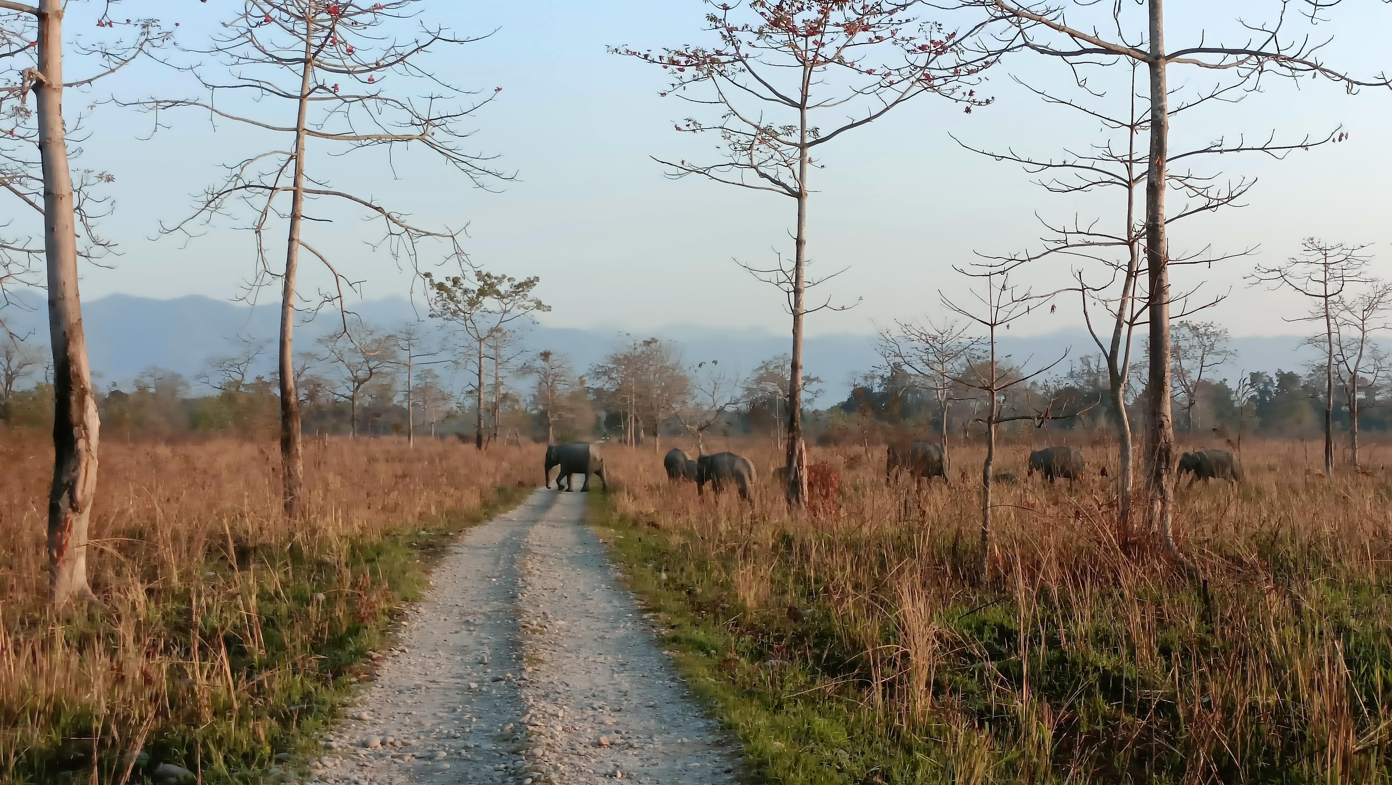 UNESCO flags grassland loss in Manas despite wildlife revival