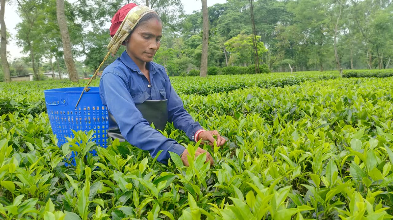 How Deckiajuli Tea Estate created history at a tea auction