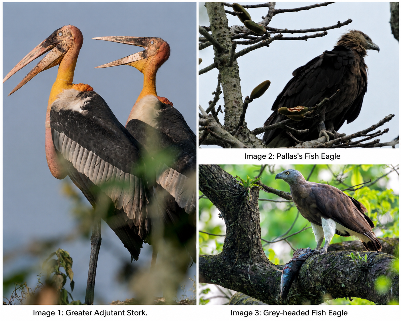 Kaziranga emerges as global haven for threatened raptors and storks
