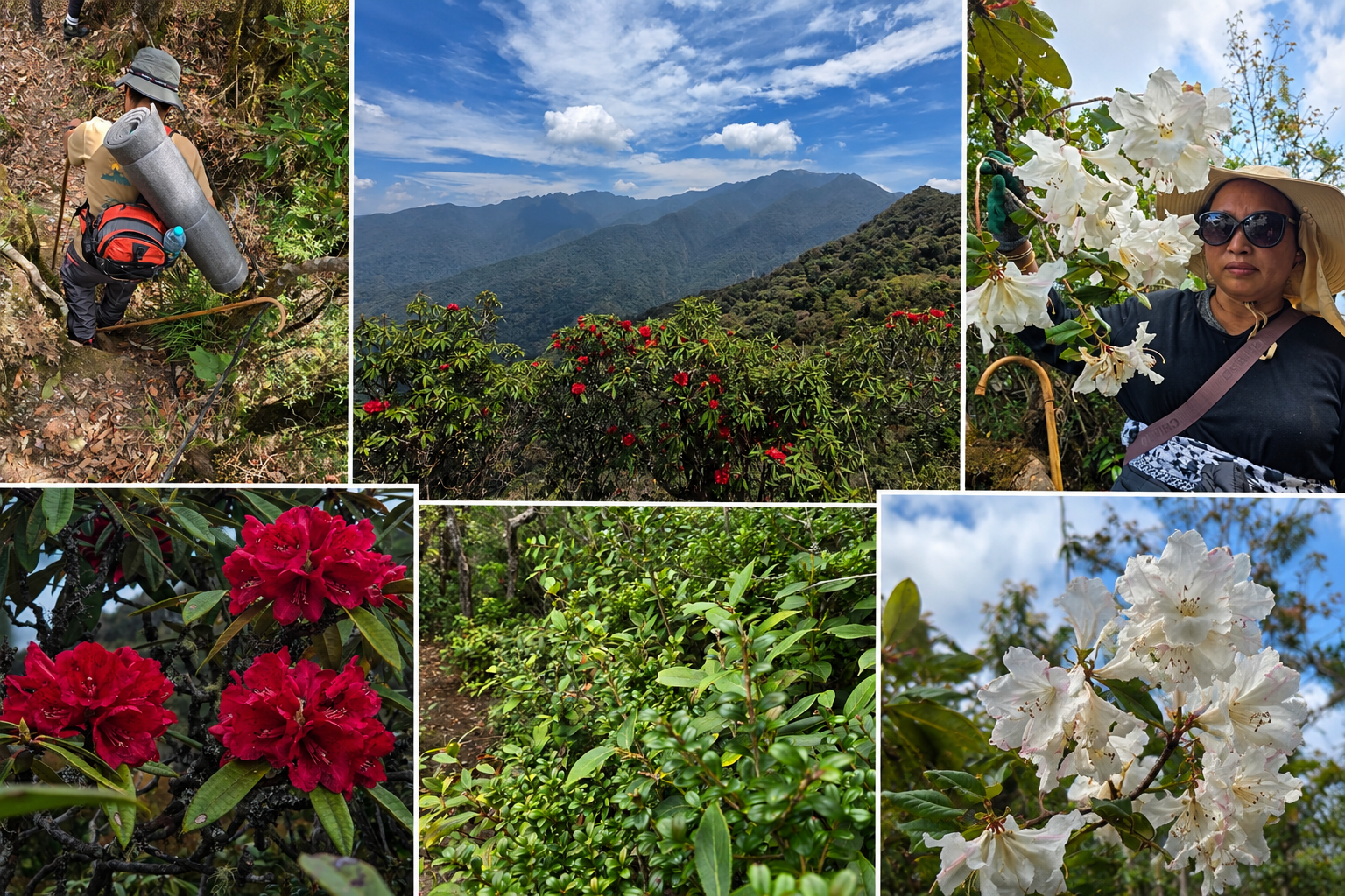 Into the Rhododendron Kingdom: Climbing Mount Saramati, Part II