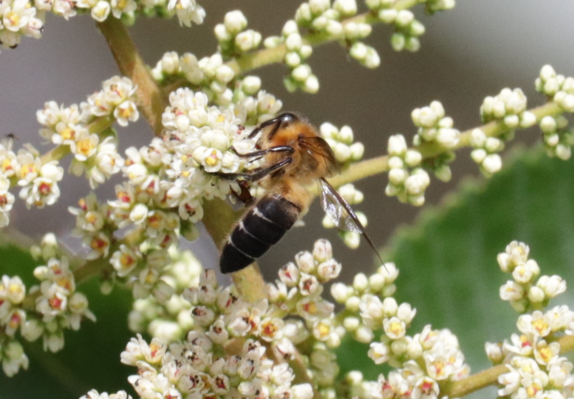 Scientists unlock secrets of world's largest honey bee in Arunachal