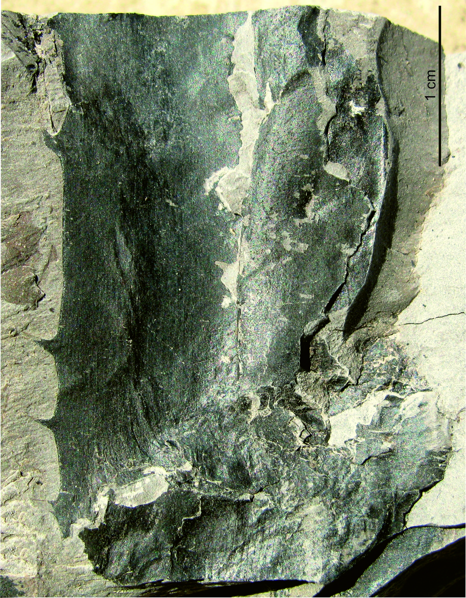 Assam: Kewra plant lineage dates back 24 million years