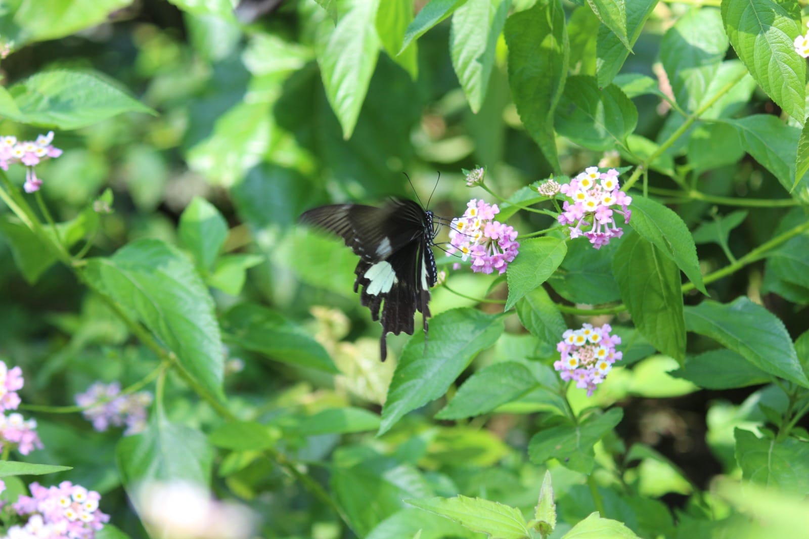 Invasive weeds help conserve butterflies in Assam's Raimona National Park