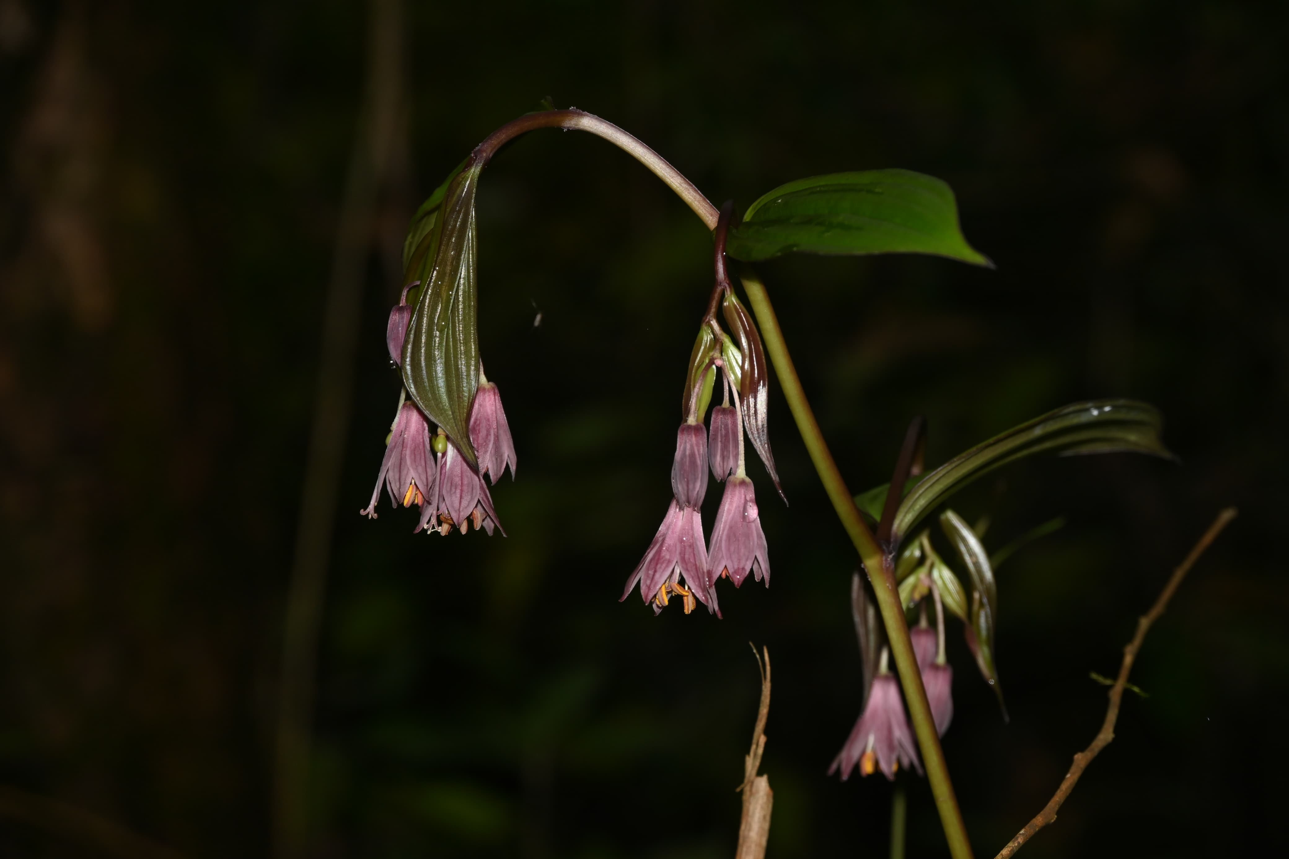 New plant species discovered in Arunachal Pradesh named after Yobin tribe