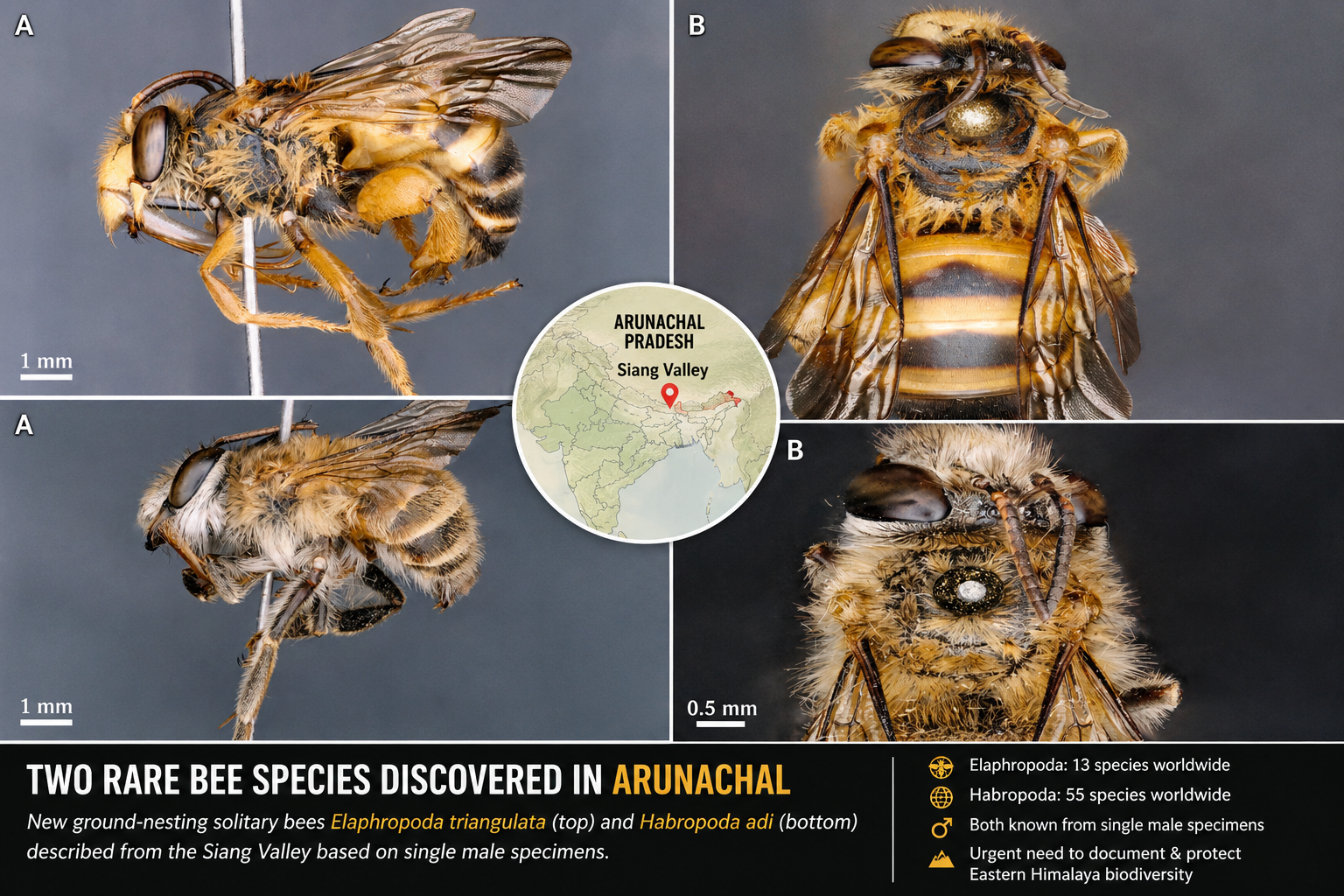 Rare solitary bees discovered in Arunachal Pradesh